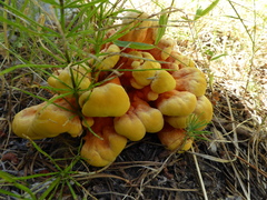 Laetiporus conifericola image