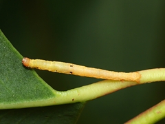 Didymoctenia exsuperata