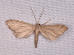 Euacidalia