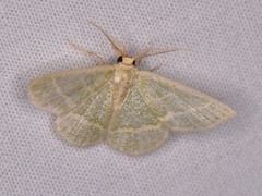 Chlorochlamys chloroleucaria