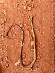 Dendrelaphis punctulatus