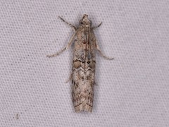 Zamagiria australella