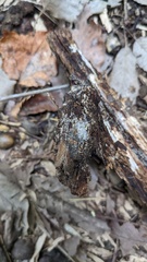 Henningsomyces candidus