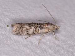 Zamagiria australella