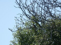 Todiramphus sanctus vagans