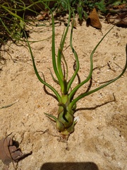 Tillandsia bulbosa
