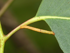 Didymoctenia exsuperata