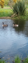 Branta canadensis maxima