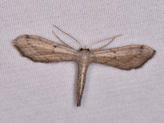 Euacidalia brownsvillea