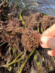 Amathia verticillata