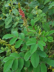Indigofera hirsuta