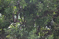 Melicoccus oliviformis