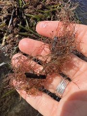 Amathia verticillata