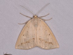 Lychnosea intermicata