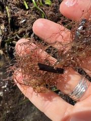 Amathia verticillata