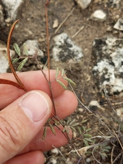 Desmanthus velutinus