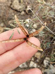 Desmanthus velutinus