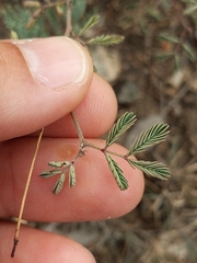 Desmanthus velutinus
