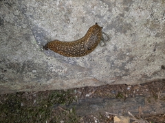 Geomalacus maculosus