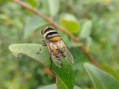 Palpada
