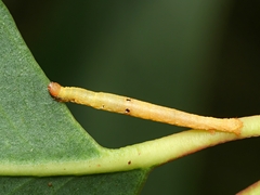 Didymoctenia exsuperata