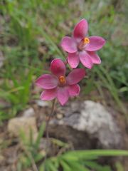Thelymitra rubra