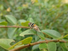 Palpada