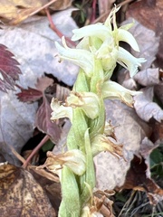 Spiranthes ochroleuca