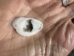 Crepidula plana
