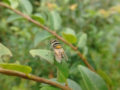 Palpada