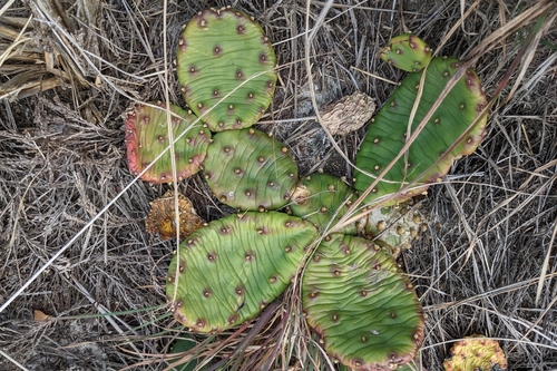 Opuntia humifusa