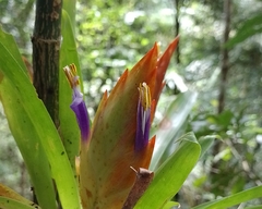 Tillandsia multicaulis