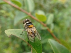 Palpada