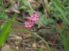 Thelymitra rubra