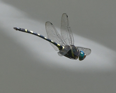 Macromia pacifica