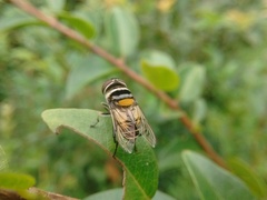 Palpada