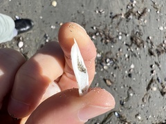 Crepidula plana