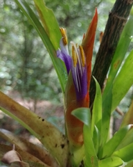 Tillandsia multicaulis