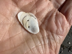 Crepidula plana