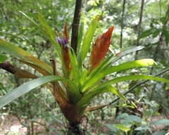 Tillandsia multicaulis