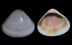 Tivela