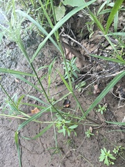 Fimbristylis vahlii