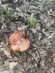 Gymnopilus luteofolius