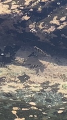 Abudefduf declivifrons