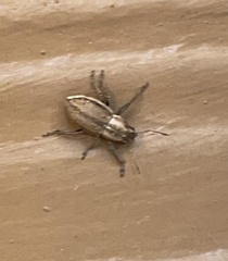 Naupactus peregrinus