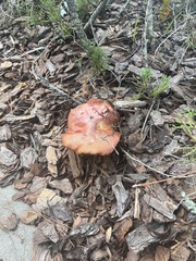 Gymnopilus luteofolius