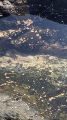 Abudefduf declivifrons