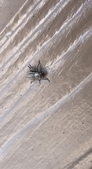 Naupactus peregrinus