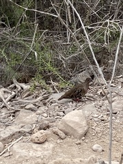 Zenaida galapagoensis