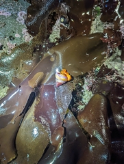 Calliostoma annulatum